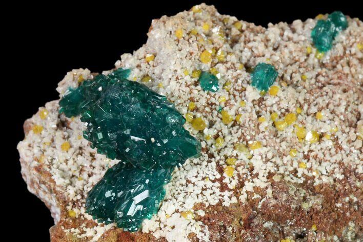 Gemmy Dioptase Clusters with Mimetite - N'tola Mine, Congo #148461
